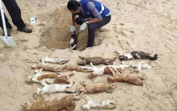 Kakitangan Jabatan Perkhidmatan Veterinar Terengganu mengambil bangkai kucing di kawasan Pantai Bukit Keluang, di Besut untuk siasatan lanjut.