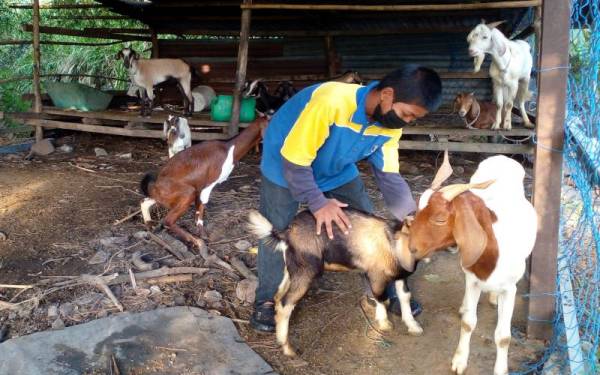 Mohd Ilham mengambil kesempatan cuti sekolah dengan mengambil upah menjaga kambing ternakan di belakang rumahnya di Kampung Ayer Timbul, Chuping. - Foto Bernama