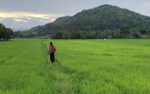 Usaha berterusan Bernas bersama pesawah menerusi program Smart SBB bagi mencapai objektif mentransformasi sektor padi dan beras negara. Foto: BERNAS