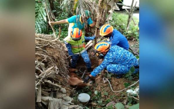 Anggota APM membantu mengeluarkan seekor lembu yang terjatuh ke dalam lubang berhampiran rumah penduduk di Kampung Lalang di sini pada Rabu.