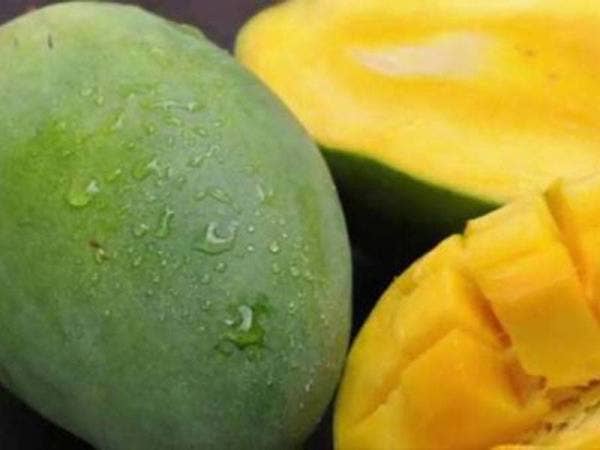Pemilik ladang menawarkan serendah RM10 kepada pengunjung sempena ketibaan musim mangga harumanis Mei depan. Gambar hiasan