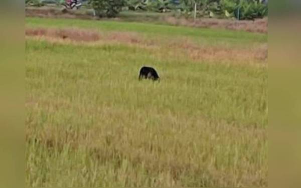 Beruang matahari dikesan merayau di kawasan sawah di Parit 13 Sungai Panjang pada Khamis.