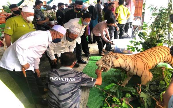 Ahmad (dua dari kanan) melihat harimau belang jantan yang diawet dan dipamerkan sempena sambutan Hari Hutan Antarabangsa Peringkat Negeri Kelantan Tahun 2022 di Taman Eko Rimba Bukit Bakar di Machang, pada Isnin. Foto Sinar Harian