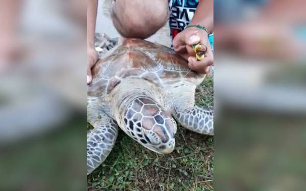 Mata kail yang sudah berkarat berjaya dikeluarkan daripada mulut penyu itu.