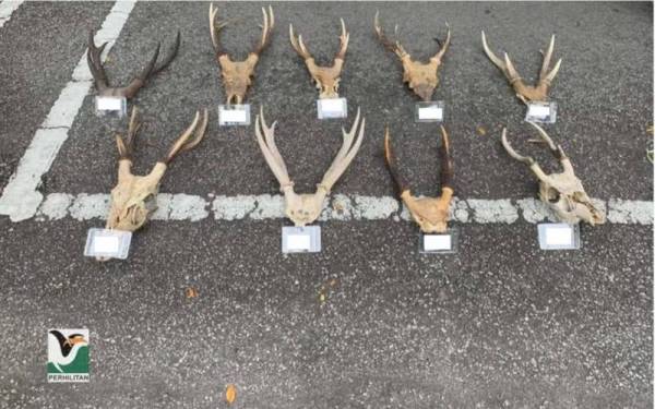 Perhilitan merampas sembilan tanduk rusa bernilai kira-kira RM15,000 susulan penahanan seorang lelaki di Shah Alam, Selangor pada 16 Mac lalu.