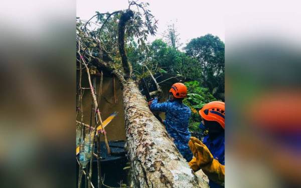 Anggota Angkatan Pertahanan Awam Malaysia (APM) membersihkan dan menarik keluar pokok yang menghempap rumah penduduk di Felda Jengka 7. - Foto ihsan APM