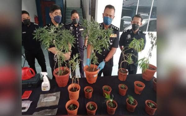 Mohamad Fakhrudin (tengah) menunjukkan antara pokok ganja yang ditanam menerusi serbuan sebuah rumah di kondominium di Kota Damansara pada Khamis.
