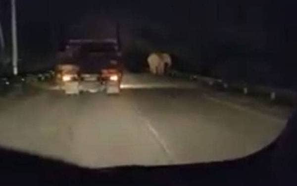 Pengguna jalan Gua Musang-Kuala Krai berhampiran Kampung Paloh di sini dikejutkan melihat kelibat seekor gajah melintas di laluan berkenaan selepas video berdurasi 22 saat itu tular di laman sosial Facebook pada Sabtu.