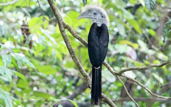 White-Crowned Hornbill