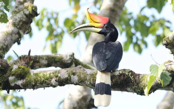 Rhinoceros Hornbill