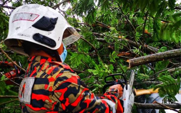 Anggota menggunakan gergaji rantai untuk memotong dahan pokok tumbang yang menghempap kereta di Ipoh. - Foto ihsan bomba Perak
