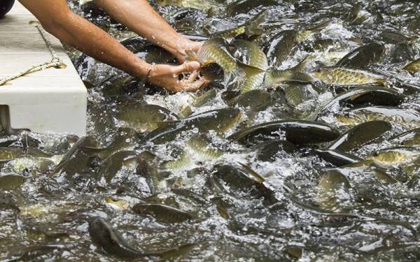 Ikan kelah di Pusat Santuari Kelah di Sungai Petang, Tasik Kenyir tidak terjejas dan masih terpelihara selepas dilanda bencana banjir pada akhir Februari lalu. - Foto Ketengah