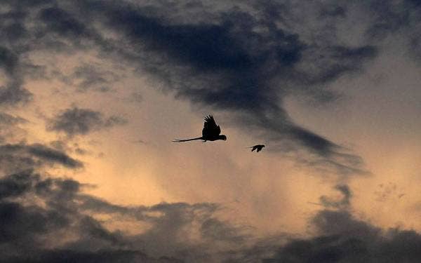 Dua ekor burung kakak tua "parrot" milik ahli kumpulan Komuniti Free Fly Parrot Malaysia dilihat berterbangan ketika waktu senja semasa tinjauan fotoBernama di Seksyen 13 Shah Alam hari ini. 