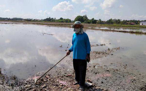 Tajuddin menunjukkan kesan limpahan air ke petak sawah mengakibatkan benih padi musnah.