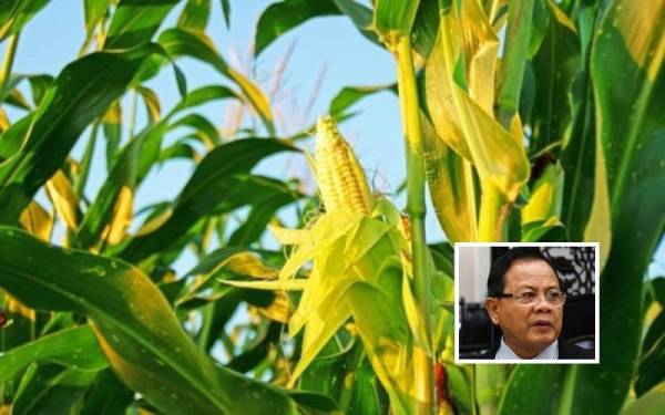 MAFI menyasarkan kira-kira 80,000 hektar kawasan seluruh negara akan diusahakan dengan tanaman jagung bijian menjelang 2033. - Gambar kecil: Ahmad