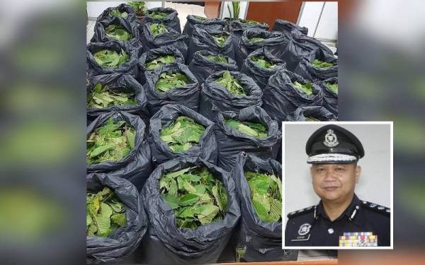 30 plastik disyaki berisi 150 kilogram daun ketum dirampas dalam serbuan di sebuah rumah pada awal pagi Sabtu. (Gambar kecil: Ahmad Adnan)