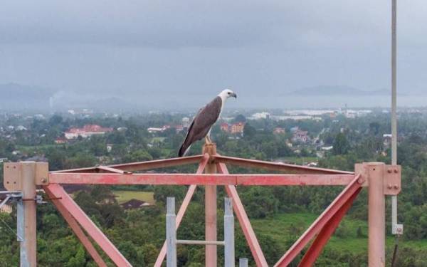 Seekor helang laut dikesan menjadikan sebuah menara telekomunikasi di Terengganu sebagai habitat untuk membina sarang.