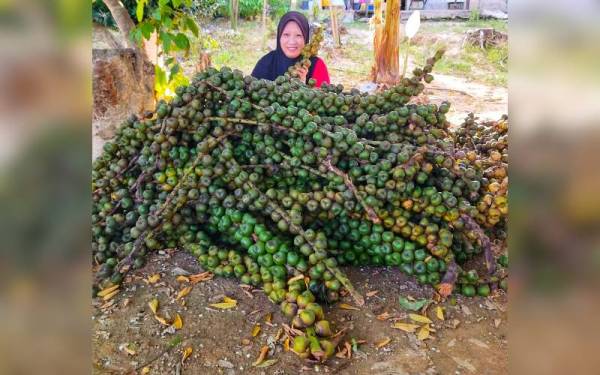 Mariati akui kesukaran mendapatkan bekalan buah kabung pada tahun ini