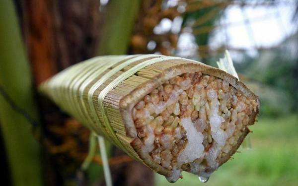 Mayang pokok kelapa yang mengeluarkan cecair yang dipanggil air tuak ketika tinjauan di Kampung Kuala Nal hari ini.