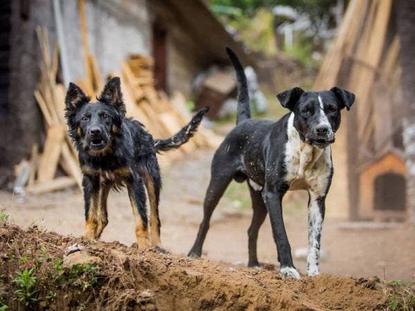 Sembilan sampel yang diambil dari anjing berkeliaran di dalam kawasan satu kilometer radius kes indeks di daerah Petaling didapati negatif virus rabies. - Gambar hiasan 
