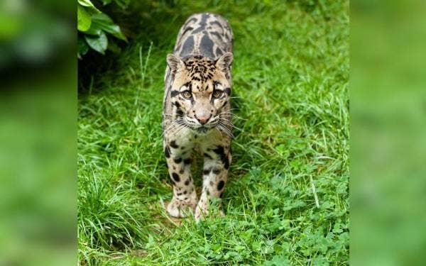 Harimau dahan (Gambar hiasan) - Foto 123RF