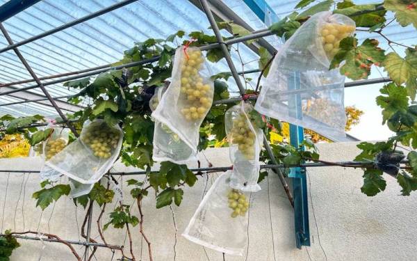 Buah anggur jenis 'jubilee' yang sedang mengeluarkan hasil