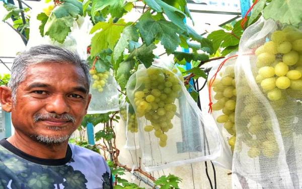 Syed Norhaimi bersama antara pokok anggur jenis jubilee yang sedang mengeluarkan hasilnya dan dijangka matang pada Aidilfitri nanti.