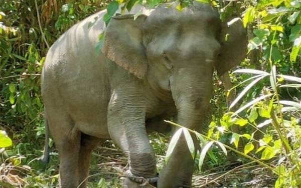 Foto Bernama (Kredit foto: Perhilitan Perak)