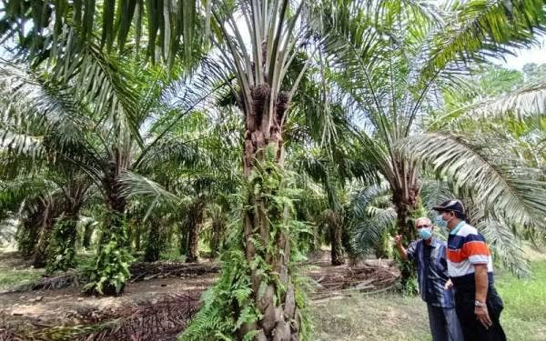 Zam (kiri) dan Abdul Aziz meninjau tandan sawit yang dicuri ketika tinjauan pemberita di sini.