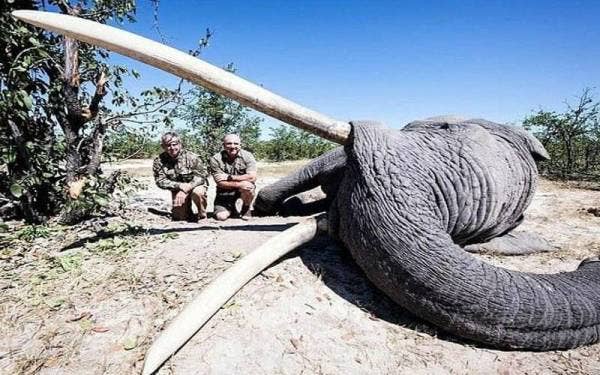 Inilah gajah yang memiliki gading terbesar mati ditembak di Botswana, Afrika baru-baru ini. - Foto Facebook