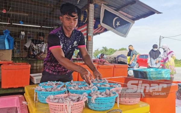 Seorang pekerja di gerai Sauffian menyusun sotong yang dijual pada harga RM7 sekilogram.