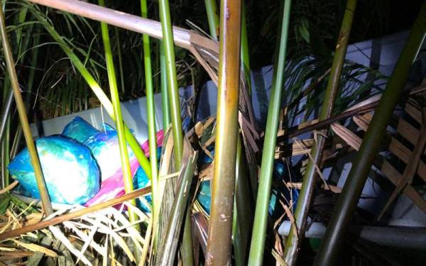 Bot penyeludup yang terperosok ke dalam kawasan nipah selepas dikejar oleh pasukan pasukan Polis Marin (PPM) Wilayah Tiga di Sungai Mentua, Pengkalan Kubor, Tumpat.