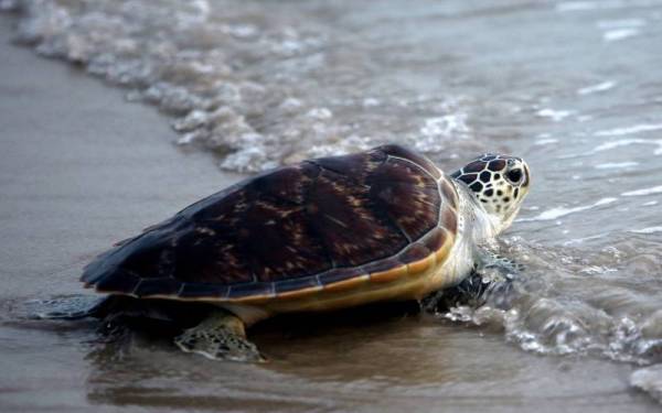 Kematian penyu dewasa yang sering berlaku kebelakangan ini sangat membimbangkan. - Gambar hiasan