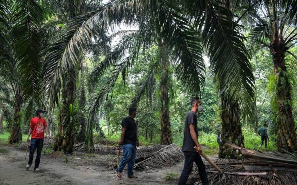 Operasi mengesan tahanan etnik Rohingya yang melarikan diri turut dilakukan di ladang kelapa sawit sekitar Bandar Baharu. Foto: Bernama