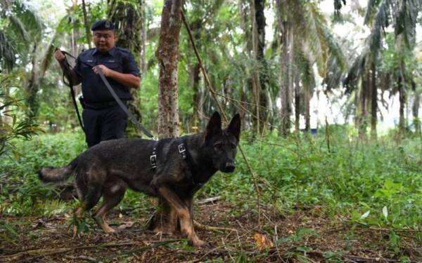 Unit K9 Polis Diraja Malaysia (PDRM) Kedah ketika operasi mencari etnik Rohingya di dalam hutan sekitar Nibong Tebal yang melarikan diri dari Depot Imigresen Sementara Sungai Bakap. - Foto Bernama