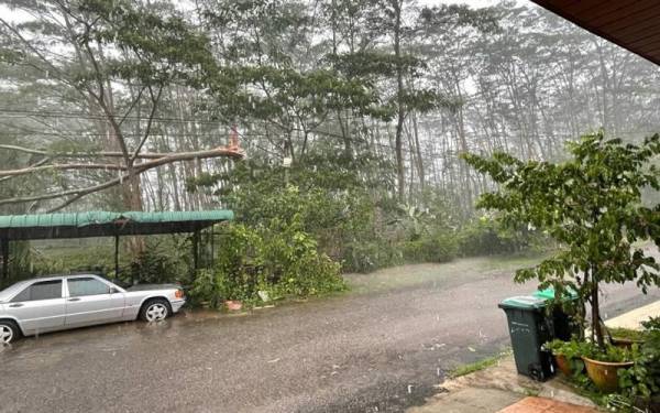 Kejadian pokok tumbang setiap kali hujan menimbulkan kegusaran penduduk.