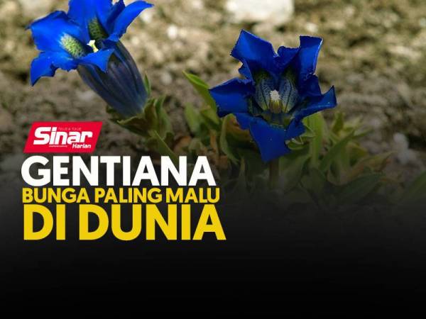 GENTIANA-NL