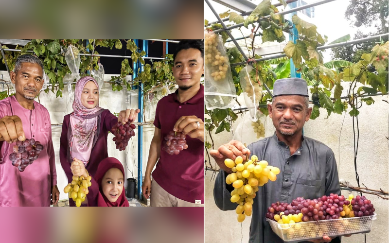 Tetamu dari seluruh negara berkunjung ke rumah Syed Norhaimi berpeluang menikmati anggur tuaian bekas kakitangan Risda tersebut.