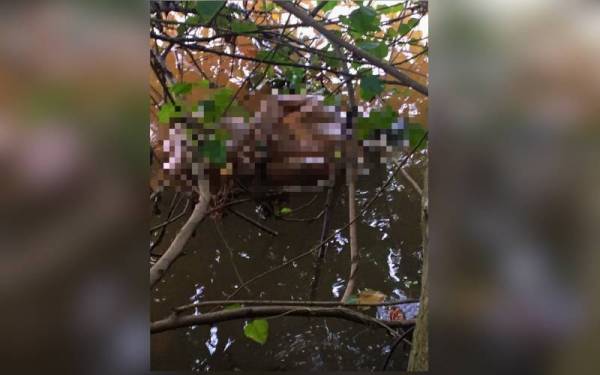 Mayat seorang lelaki ditemukan terapung dengan keadaan kaki dan tangan diikat di Sungai Golok berhampiran Kampung Simpangan, Tumpat pada Jumaat.