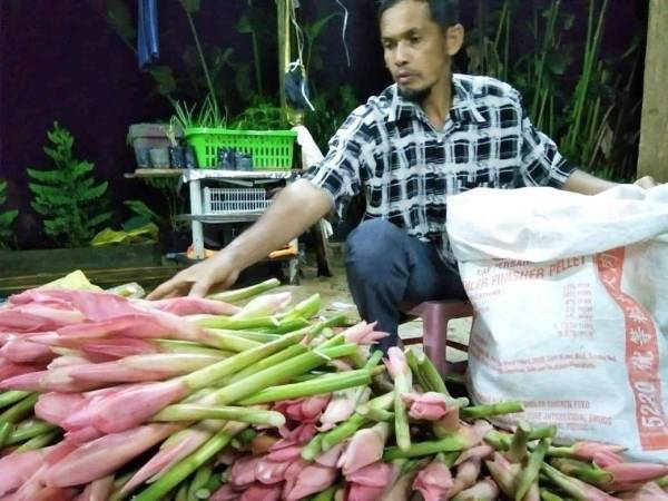 Marzuki sedang menyusun bunga kantan sebelum dipunggah oleh pihak FAMA untuk dipasarkan. -Foto FAMA Pahang