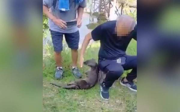 Memerang licin yang kelihatan jinak sehingga mendapat perhatian orang ramai yang sedang bersenam di taman rekreasi Bukit Padang Kota Kinabalu.- Foto tular