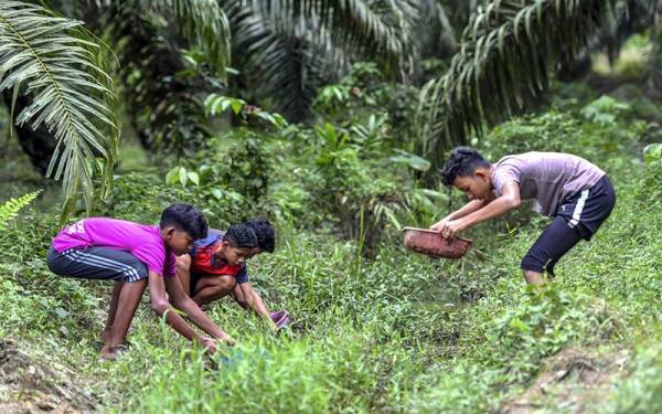 Sekumpulan remaja lelaki meluangkan masa melakukan aktiviti menangkap ikan laga kampung dengan menggunakan tudung saji dan bakul penapis ketika tinjauan di Kampung Kuala Dura hari ini.
