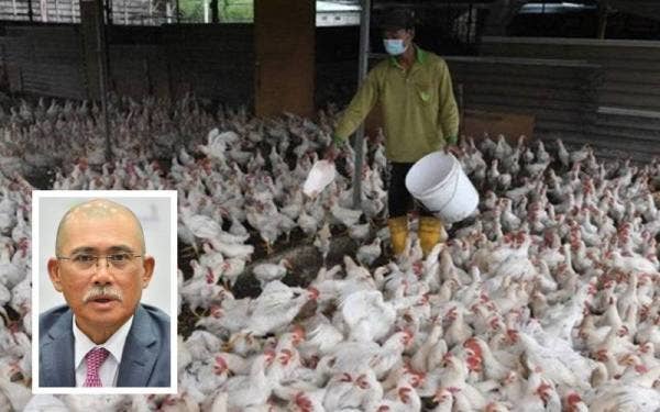 Penternak diminta untuk mengemukakan borang permohonan dan dokumen sokongan bagi menuntut subsidi dalam tempoh yang ditetapkan. (Gambar kecil: Ronald Kiandee)