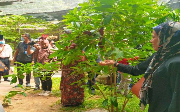 Pengunjung dapat bermain dengan 70 ekor burung kakak tua yang ditempatkan di Aviari Burung Zoo Melaka.