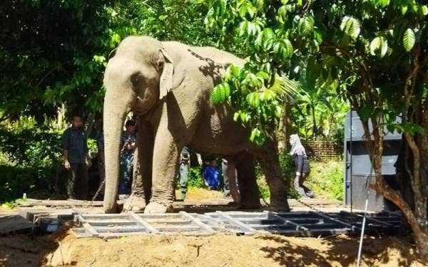 Awang Tanjung Nering berjaya dipindahkan bagi membolehkan dihantar ke satu lokasi habitat asal.