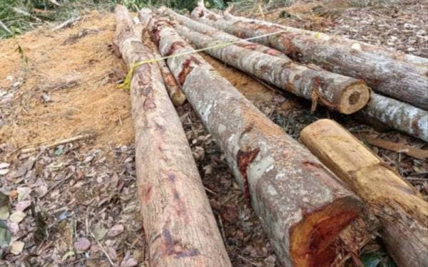 Sebahagian tual balak yang dirampas dipercayai cuba dipindah keluar secara haram dari hutan tanah kerajaan di Kampung Kemuning, Berchang Baru Mukim Telang di sini pada Rabu.