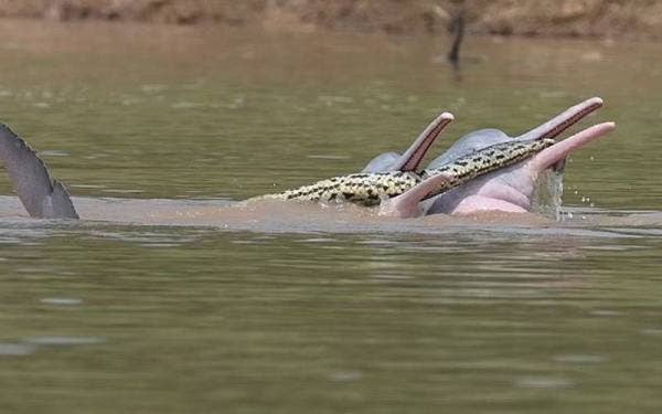 Dua ekor ikan lumba-lumba bermain dengan seekor ular anakonda di sebatang sungai di Bolivia pada tahun lalu. - Foto Entiauspe-Netoetal2022EcologyCCBY4.0