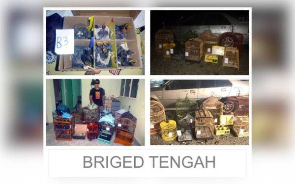 71 ekor burung daripada spesis haiwan liar yang dilindungi berjaya dirampas pihak polis. Gambar-PGA Briged Tengah.