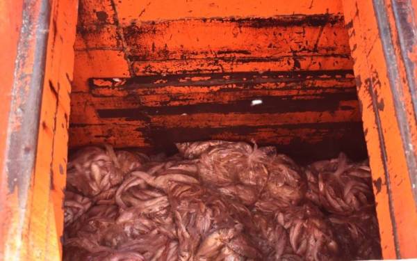 Antara hasil laut yang dirampas ketika rondaan bersepadu Op Pagar Laut, Op Kuda Laut dan Op Iman di perairan Terengganu pada Sabtu.