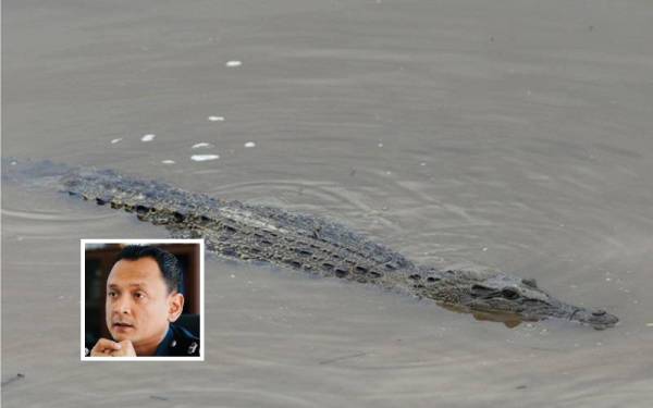 Seorang wanita warga emas maut selepas diserang buaya di Kampung Sinasak Batu, Pitas, pada Isnin. (Gambar hiasan). Gambar kecil: Zairolnizal